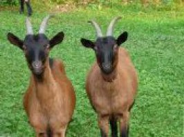 Les biquettes des Valaises