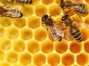 Le Rucher Saint-Ambroise